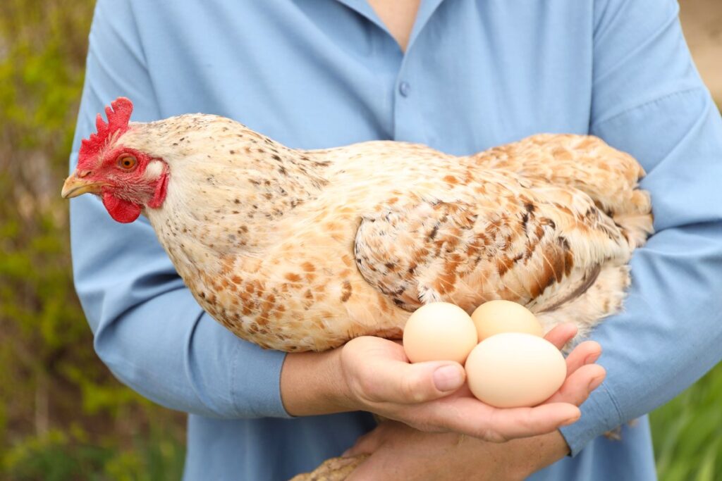 Une personne tenant une poule avec des oeufs