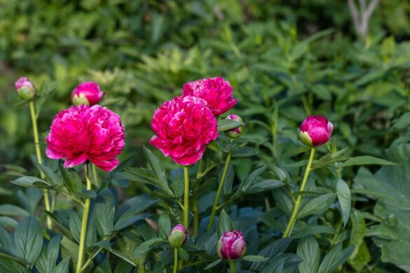 Une plante de pivoine avec de jolies fleurs