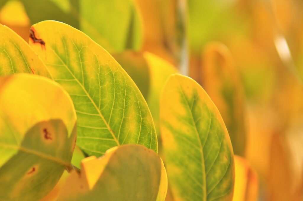 Plante de ficus avec des feuilles jaune