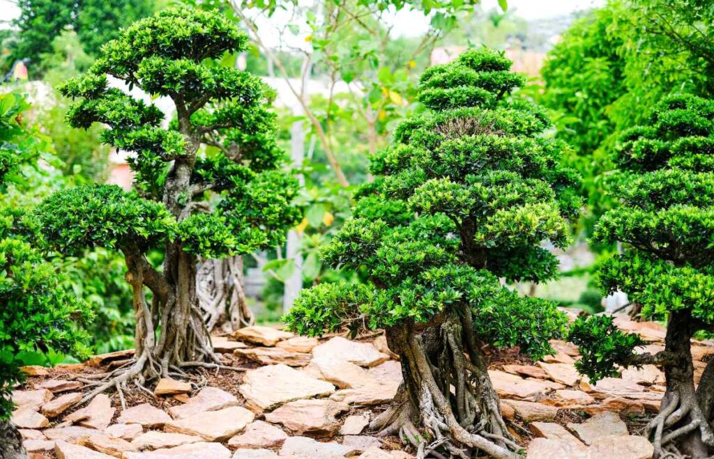 Des plantes de ficus dans un jardin