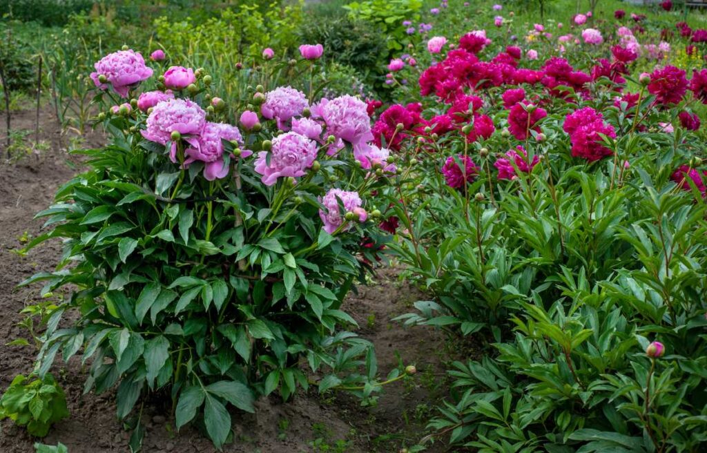 Des plantes de pivoine dans le jardin