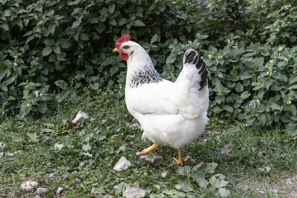 Une poule qui marche dans le jardin