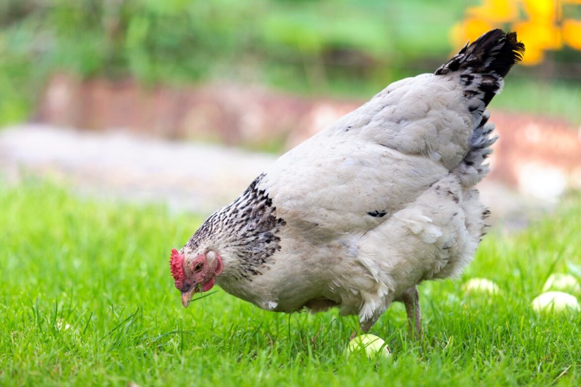 Une poule sussex nourrissant en plein air