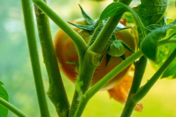 Une tige de tomate dans le jardin