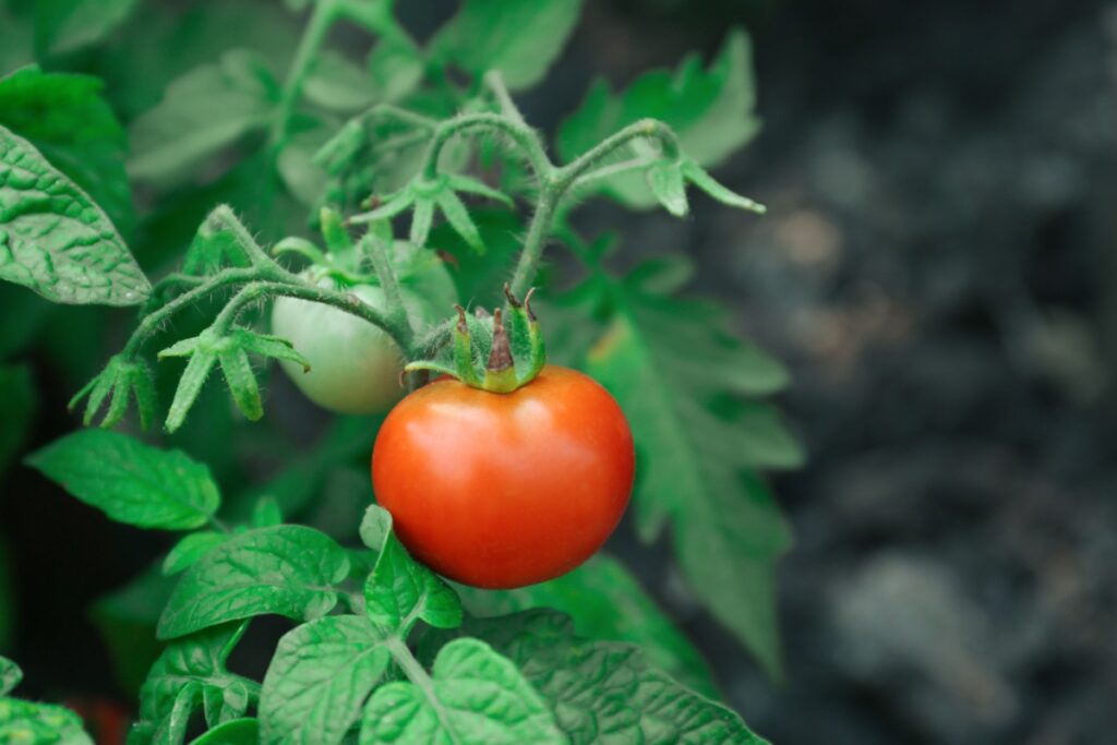 Une tomate mûre poussant sur une branche