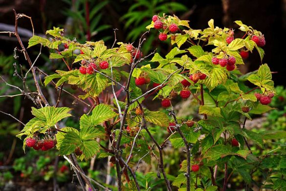 Des framboises rouges mûres qui poussent sur le framboisier