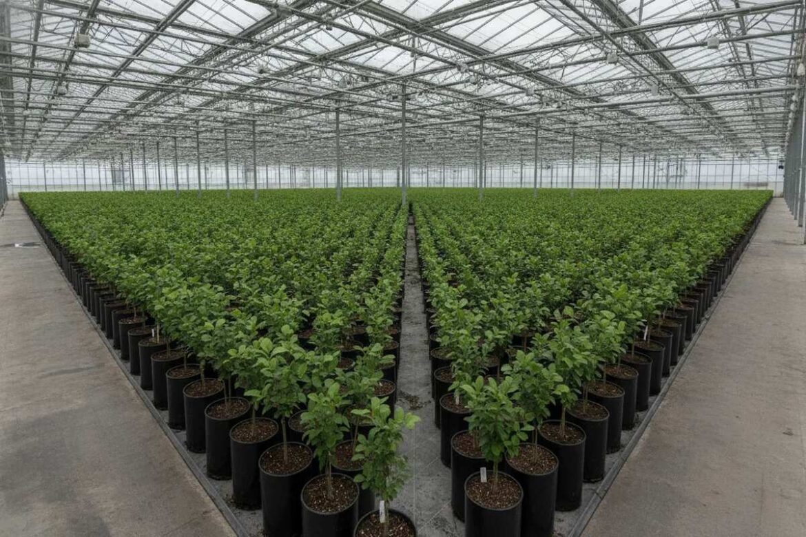 Pépinières de plants d'arbres truffiers