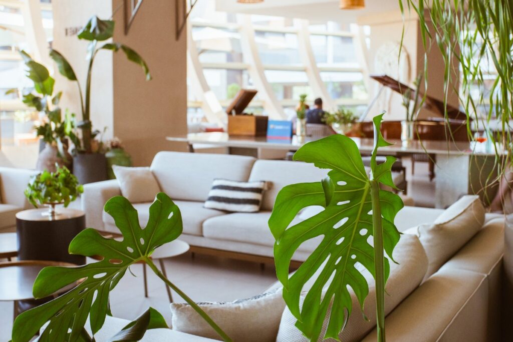 Plante verte placée dans le salon