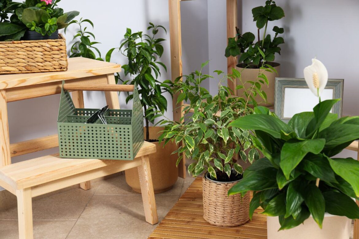 Plantes d'intérieur en pot disposées sur des étagères