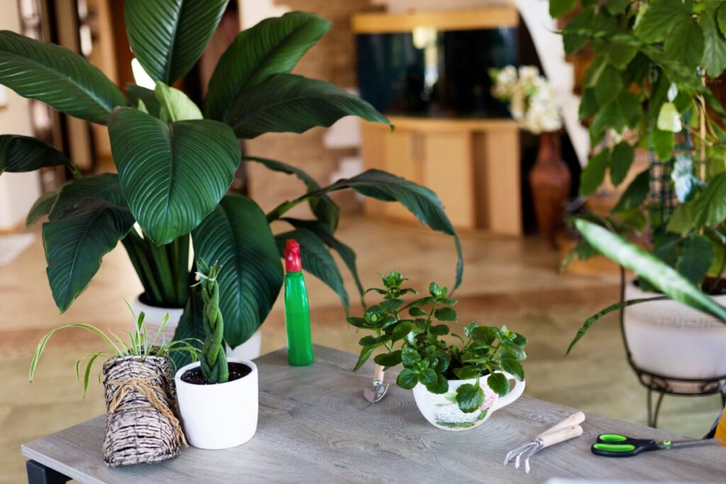Des plantes vertes en pot sur la table