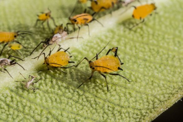 Des pucerons jaunes sur une feuille verte