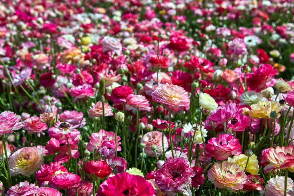 Des belles fleurs de renoncules dans le jardin
