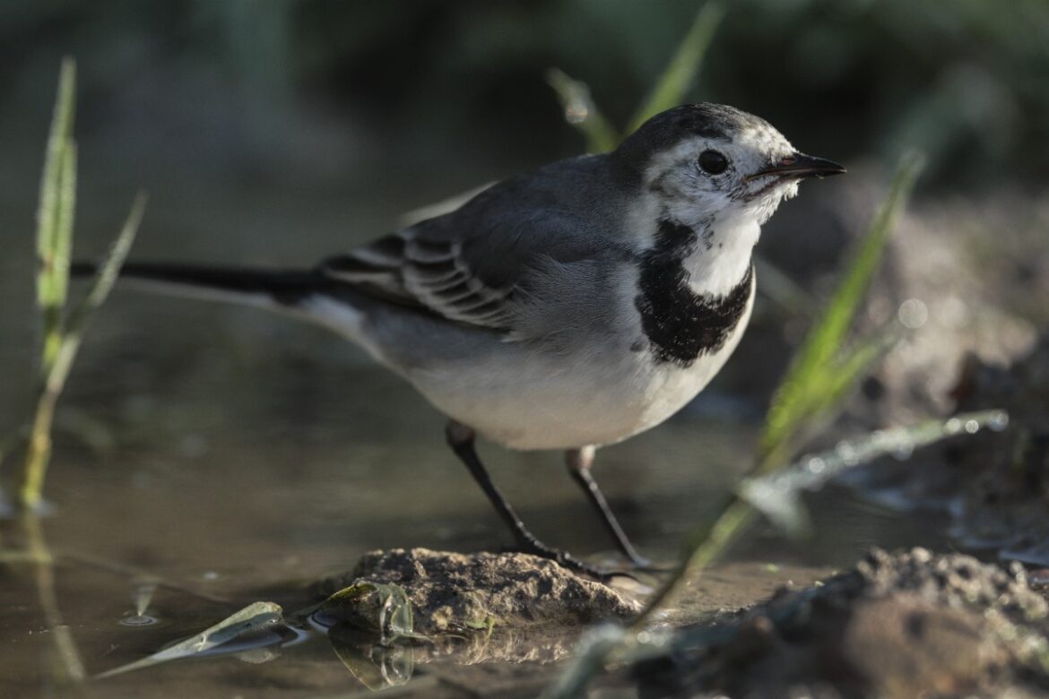 Une bergeronnette près de l'eau