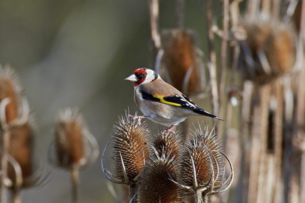 Un chardonneret assis sur une brindille d'arbre