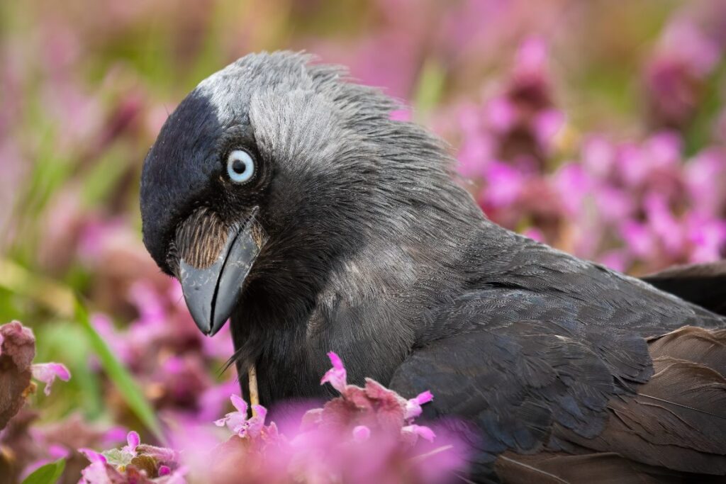 Un choucas assis parmi des fleurs sauvages