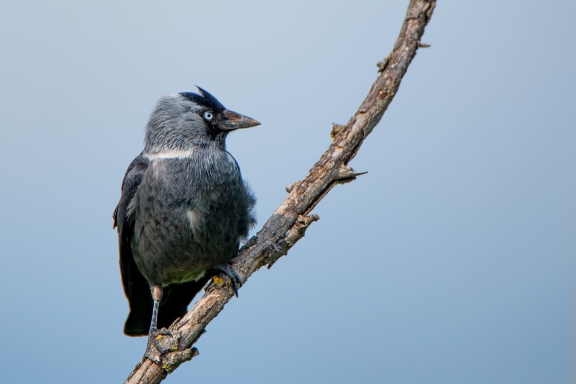 Un choucas perché sur une branche