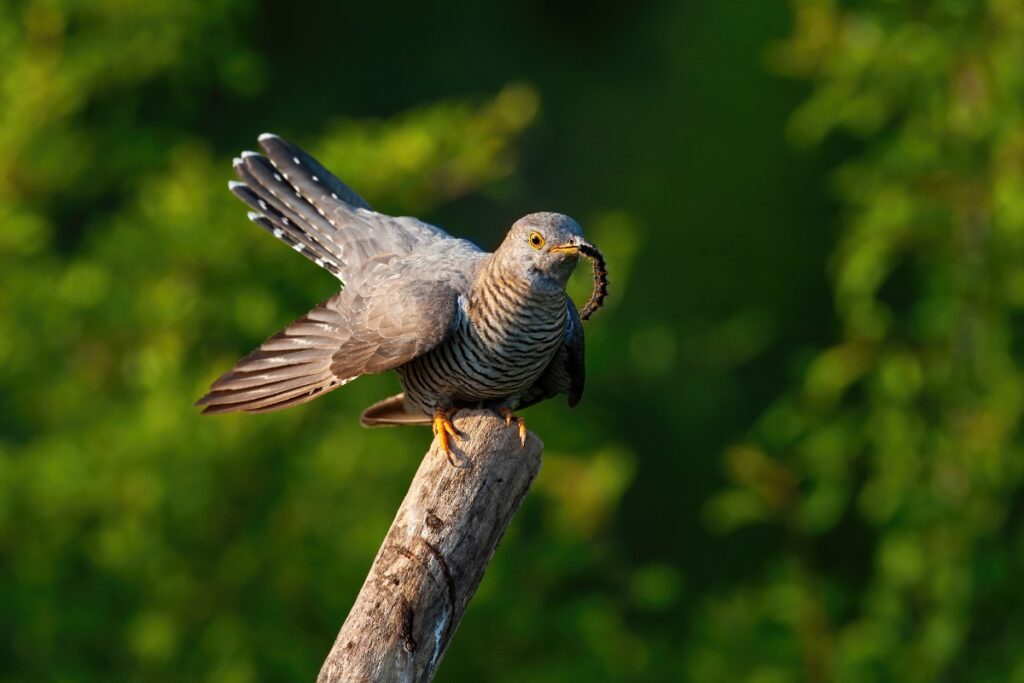 Un coucou gris mangeant de l'insecte