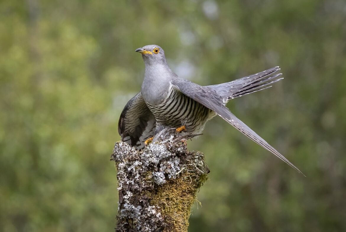 Un coucou gris perché sur un poteau en bois