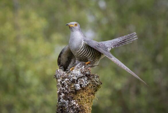 Un coucou gris perché sur un poteau en bois