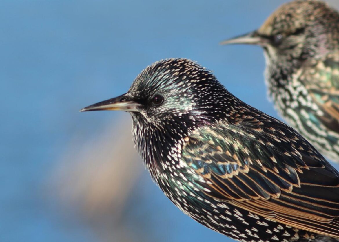 Un couple d'étourneaux européens dans le ciel bleu