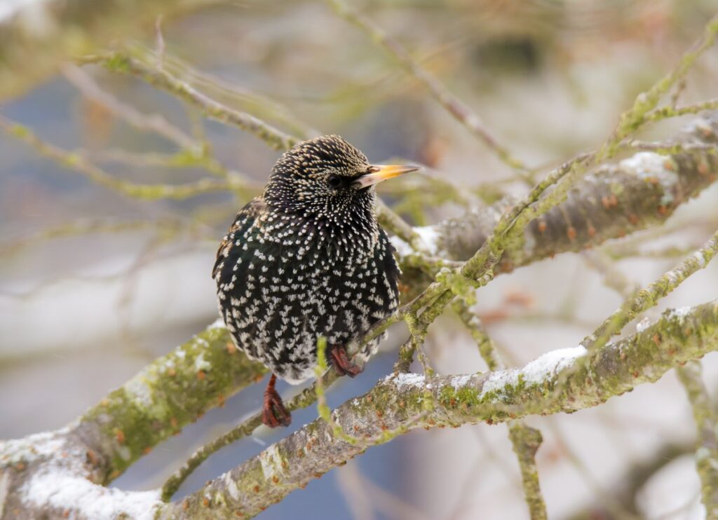 Un étourneaux tacheté perché sur une branche