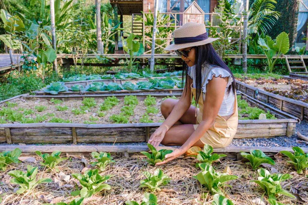 Une femme entretenant des légumes dans le jardin