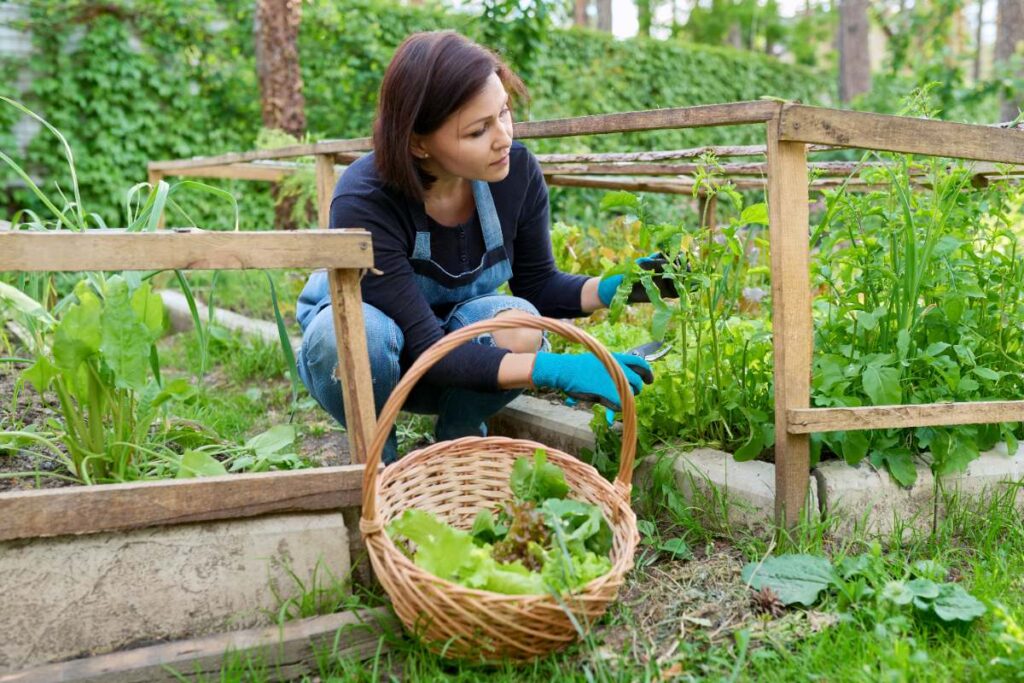 Une femme récoltant de laitue dans son potager