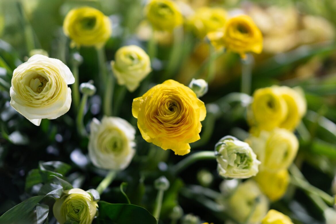 Des fleurs de reoncules jaunes et blanches