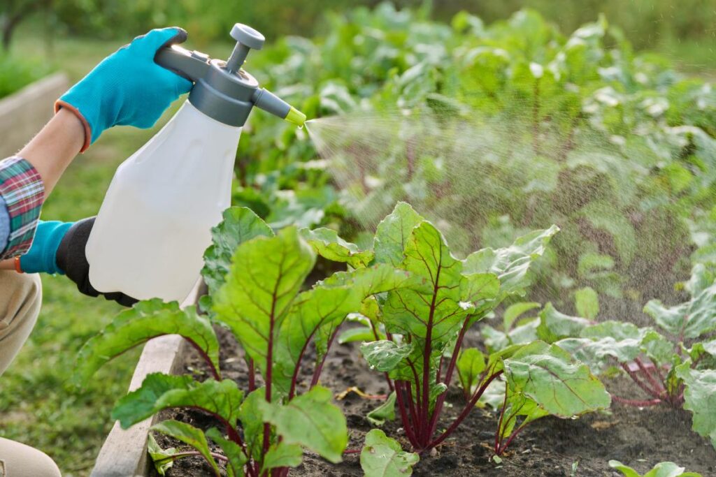 Un jardinier pulvérisant des plantes