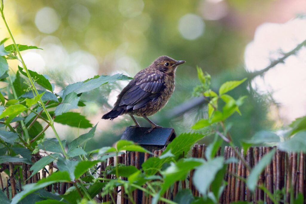 Une jeune merle perchée sur la clôture en bois