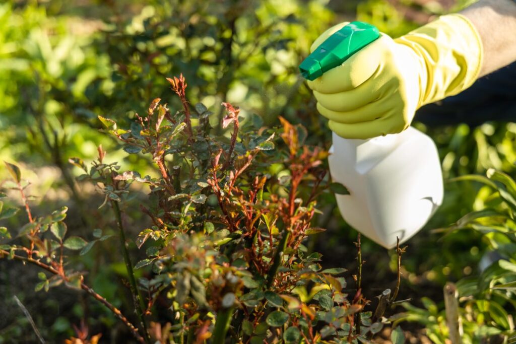 Main gantée qui pulvérise les roses dans le jardin