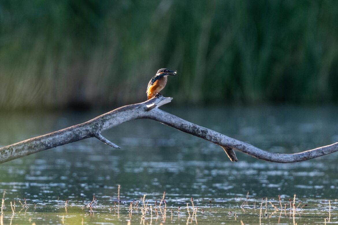 Un martin-pêcheur assis sur une branche au-dessus d'un lac