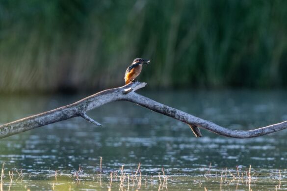 Un martin-pêcheur assis sur une branche au-dessus d'un lac