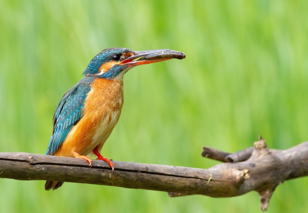 Un martin-pêcheur mangeant un insecte