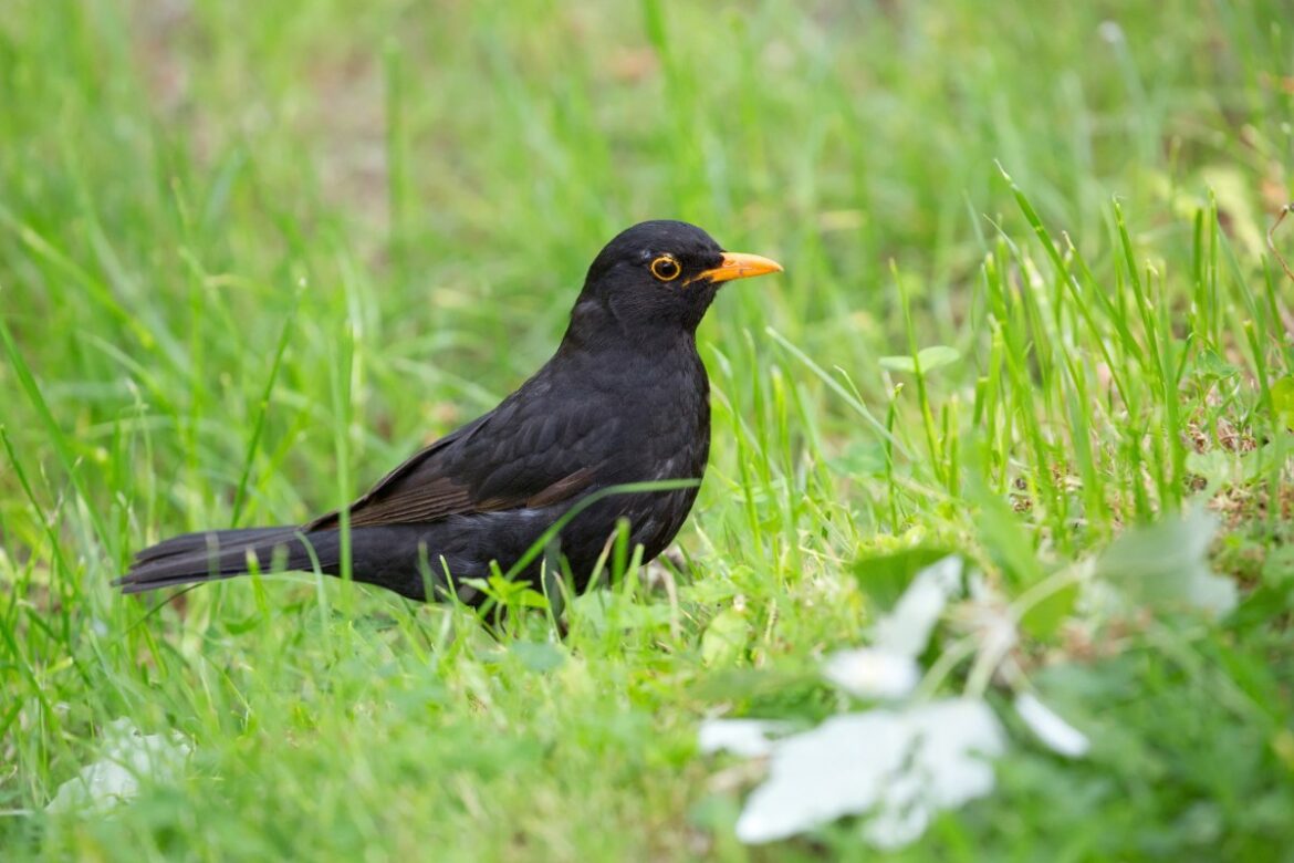 Un merle noire debout sur une herbe verte