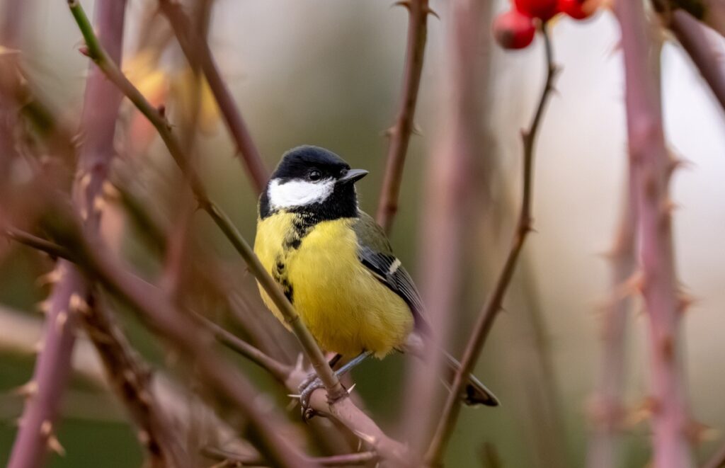 Une mésange assis sur un buisson
