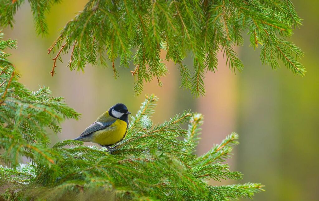 Une mésange charbonnière sur une branche avec des feuilles vertes