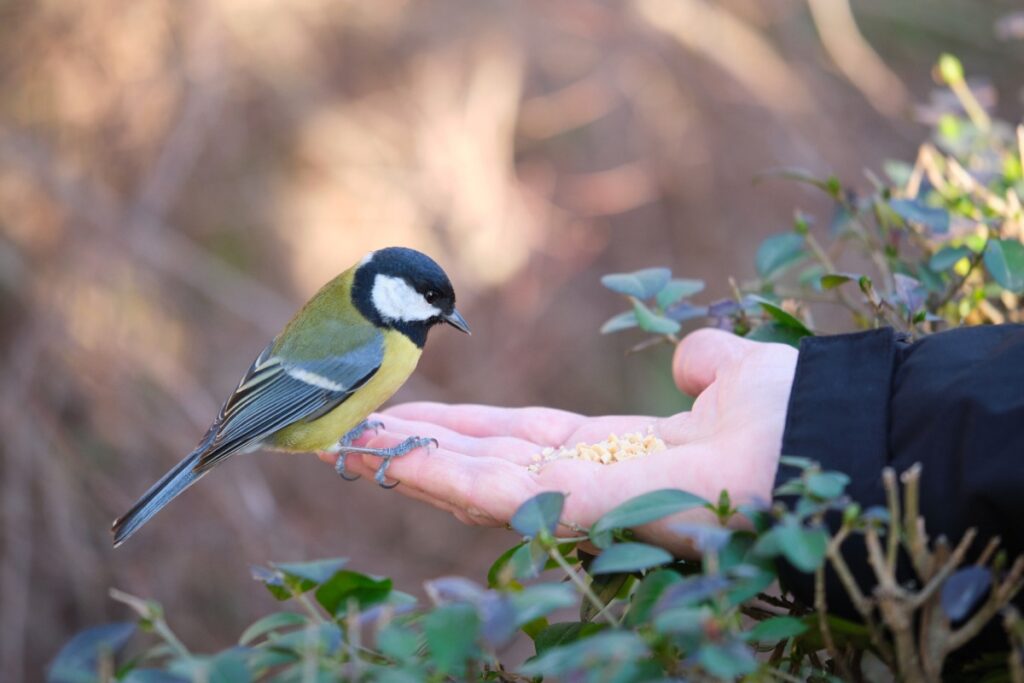 Une mésange charbonnière mangeant dans la main d'une personne