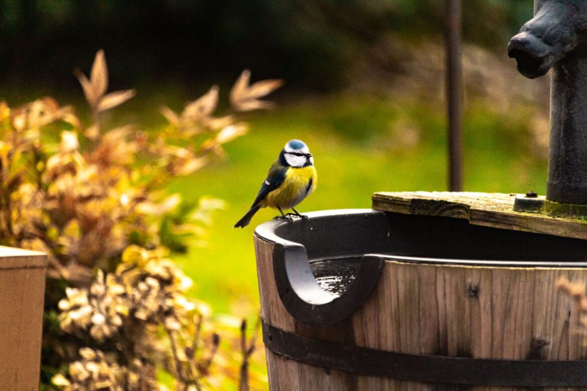 Une mésange charbonnière perchée sur un tonneau en bois