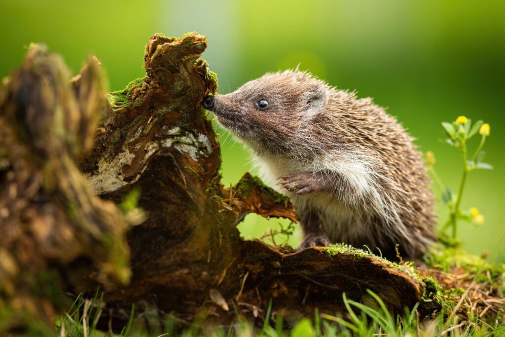 Une musaraigne qui renifle une buche moussee dans le jardin