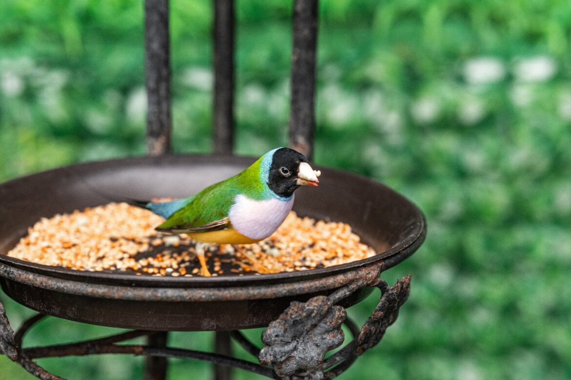 Un oiseau vert mangeant des graines dans le mangeoire