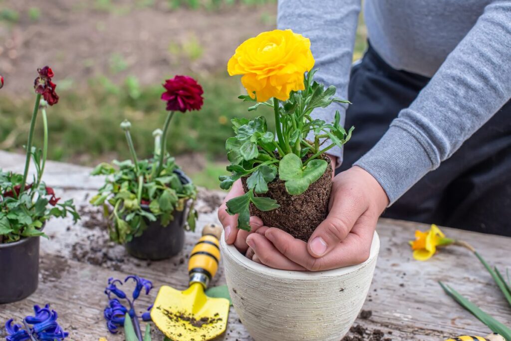 Une personne plantant du renoncule dans un pot