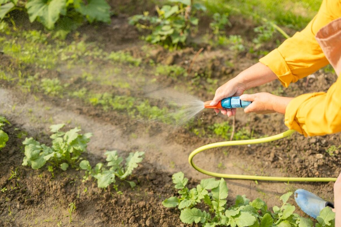 Une personne pulvérisant les jeunes plantes dans son potager