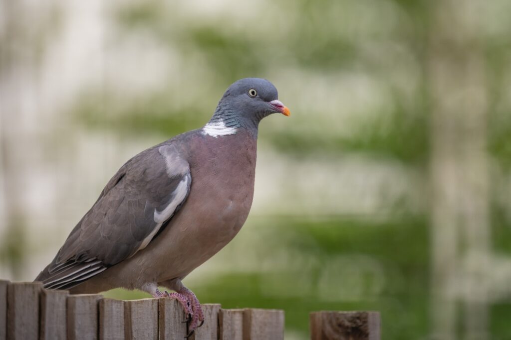 Un pigeon ramier perché sur une clôture en bois