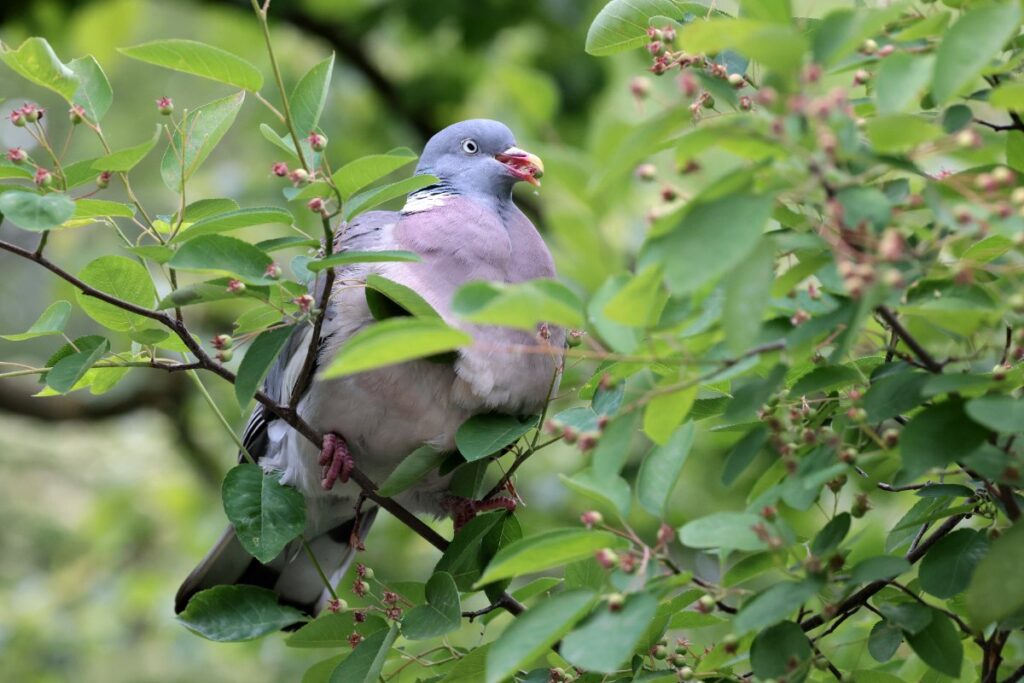 Un pigeon ramier perché parmi des feuilles vertes