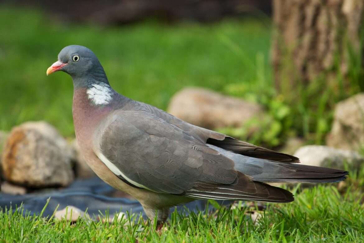 Un pigeon ramier marchant sur le pied d'un arbre