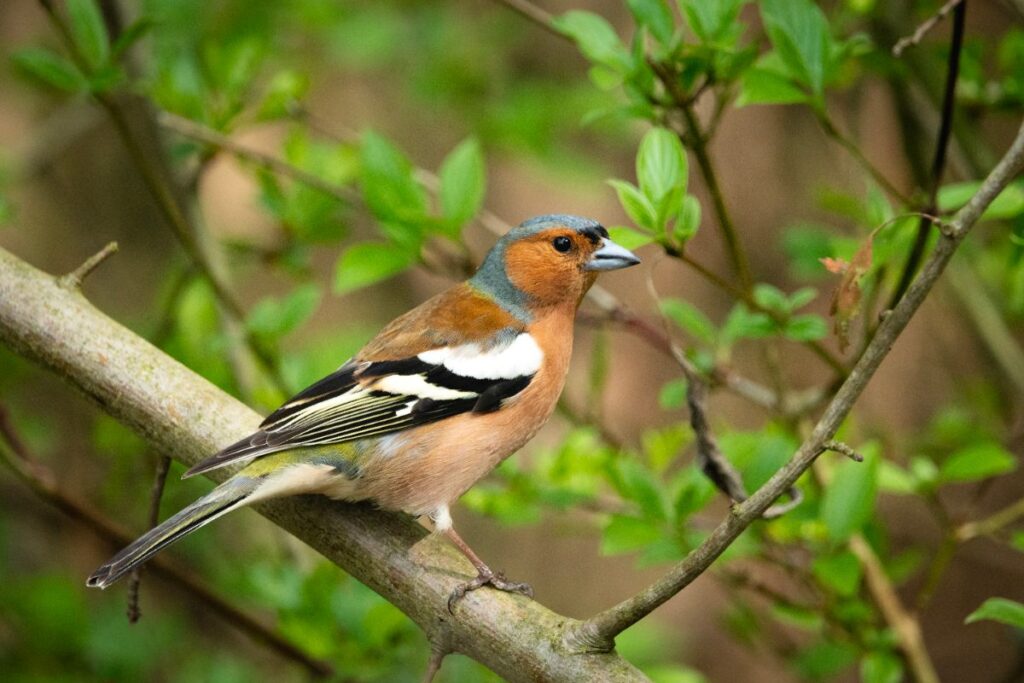Un pinson perché sur une branche