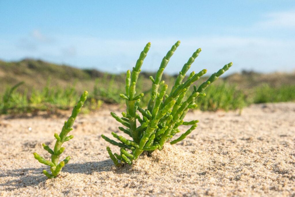 Une plante de salicorne verte